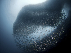 "Sardines Ball"

A huge school of sardines is located a... by Henry Jager 